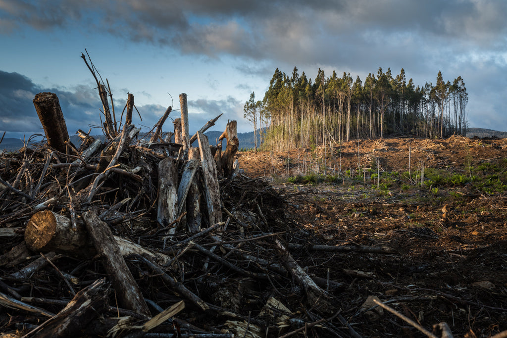 How Do We Confront Climate Change in a Modern World?